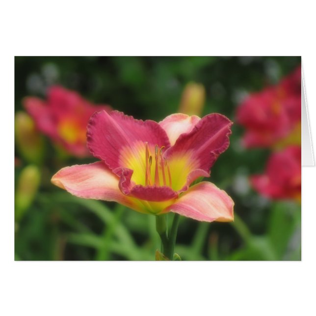 Daylily Vision - Old King Cole Daylily (Devant horizontal)