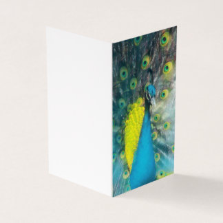 Dazzling Peacock - jeu de balises cadeau vierge