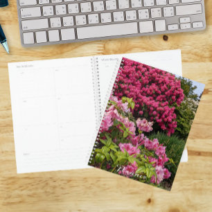 De belles fleurs de Rhododendron rose