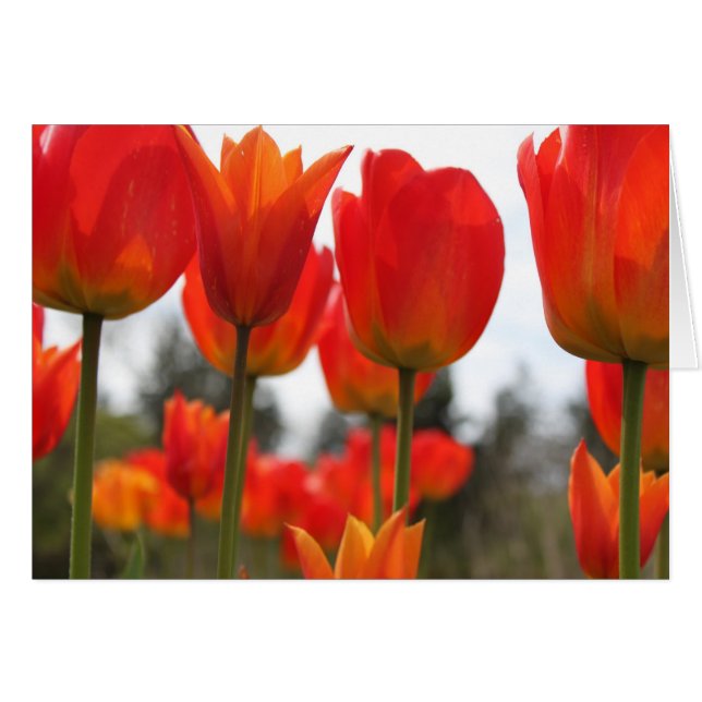 De Belles Fleurs De Tulipes Rouges. (Devant horizontal)