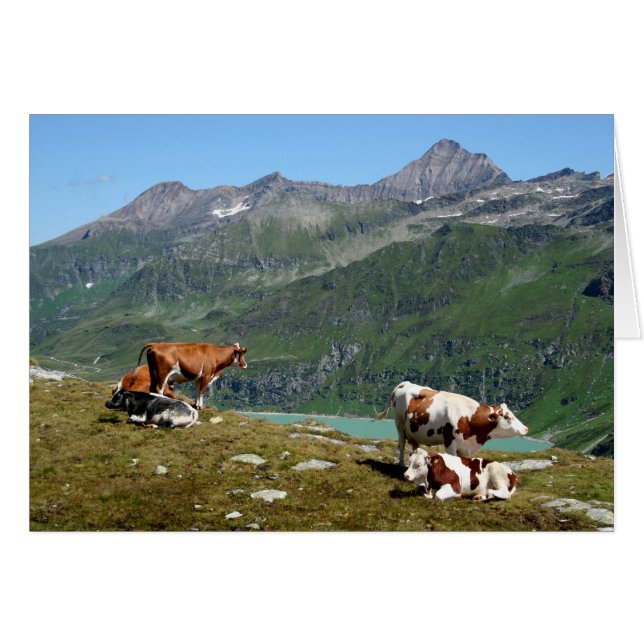 De Belles Vaches En Hauteur Dans Les Montagnes (Devant Horizontal)