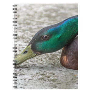 De canard carnet étroit