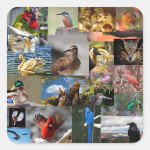 de nombreux autocollants d'oiseaux