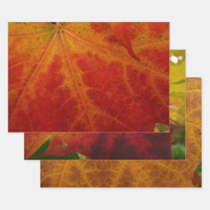De Papier Cadeau Feuille d'érable rouge Abstraite Automne Photograp