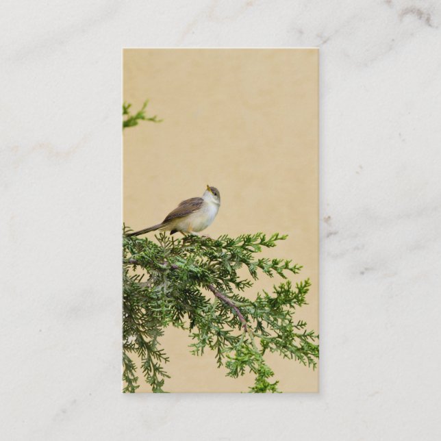De Placement Carte postale Sparrow (Devant)