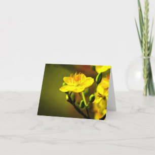 De Remerciements Apricot Blossom Toutes les occasions Carte pour no
