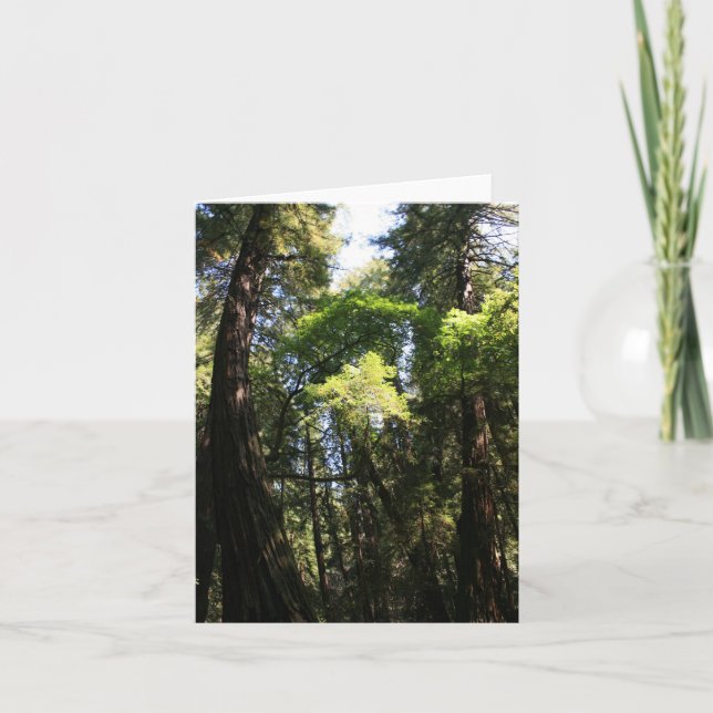 De Remerciements Carte blanche, Muir Woods (Devant)