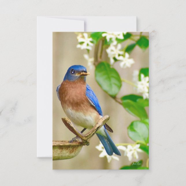 De Remerciements Carte Bleu-oiseau (Devant)