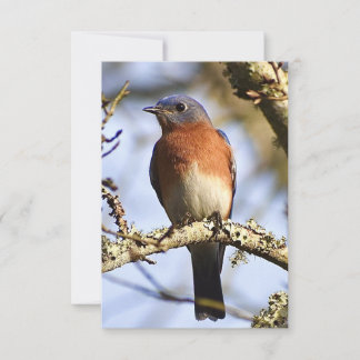 De Remerciements Carte Bleu-oiseau