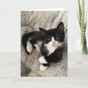 De Remerciements Carte pliée Happiness Kitten Blank