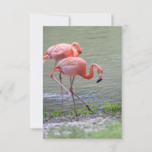 De Remerciements Carte pour notes Flamant rose rose (Devant)