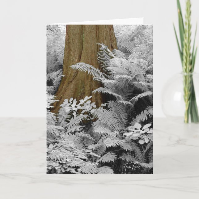 De Remerciements Carte pour notes Redwood & Infrared Ferns (Devant)