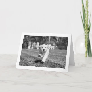 De Remerciements Chien courant | Carte blanche