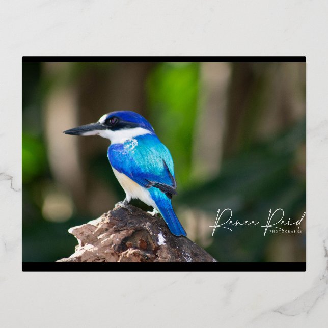 De Vacances En Aluminium Carte postale bleu martin-pêcheur (Recto)