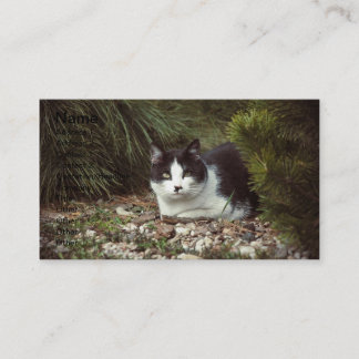 De Visite Chat Shorthair - Carte d'affaires