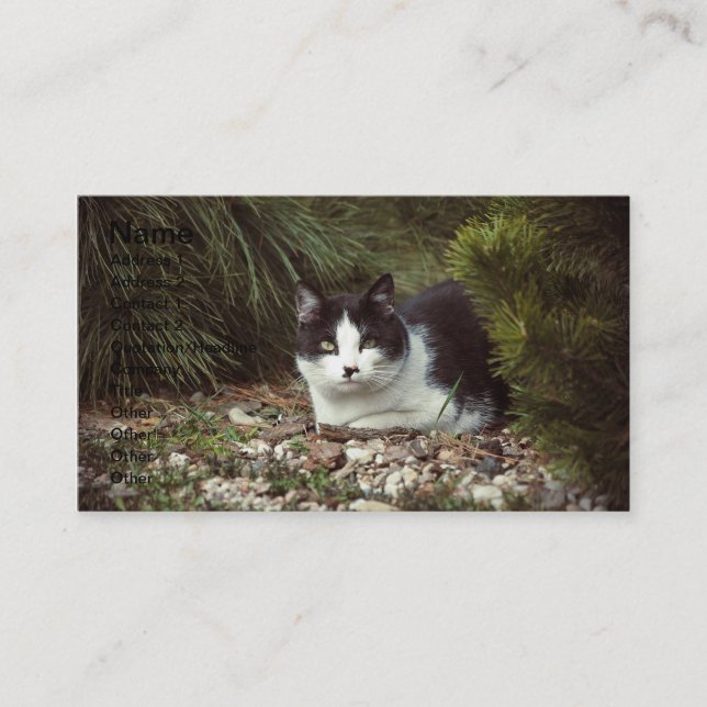 De Visite Chat Shorthair - Carte d'affaires (Devant)