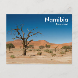 Dead Tree at Sossusvlei carte postale avec texte