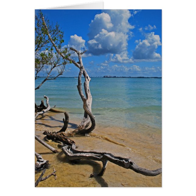 Débris pour Aveugle (Devant)