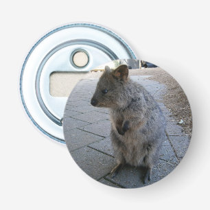 Décapsuleur "Câlins en Australie : Un Quokka Gris Tout Mignon"