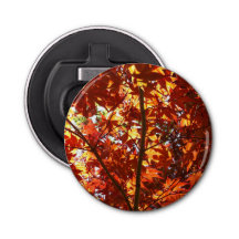 L'érable japonais au soleil