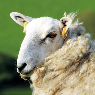 DÉCAPSULEUR SHEEP