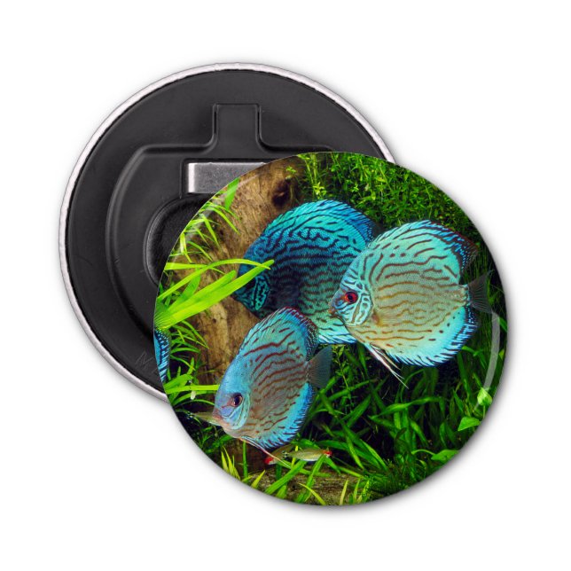 Décapsuleur Turquoise Blue Discus (Devant)