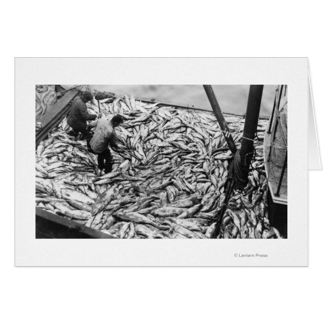 Déchargement du Saumon à partir de bateaux de pêch (Devant horizontal)