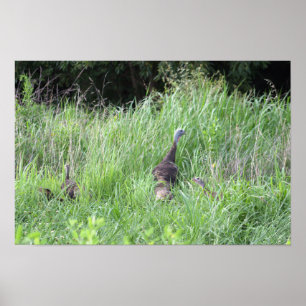 Déchets sauvages en herbe Poster