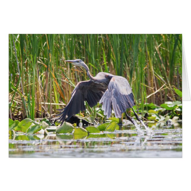 Décollage de Great Blue Heron (Devant horizontal)