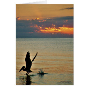 décollage pélican au coucher du soleil Côte du Gol