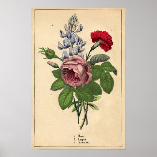 Décorateur Botanique Impression - Rose, Lupin & Ca