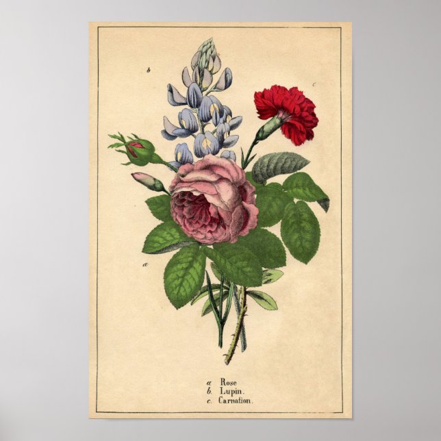 Décorateur Botanique Impression - Rose, Lupin & Ca (Devant)