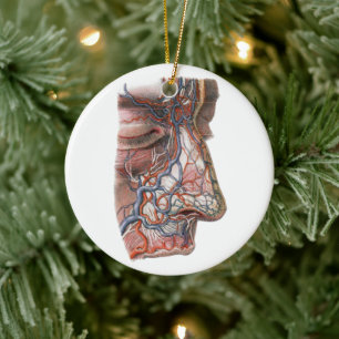 Décoration En Céramique Anatomie Humaine Scientifique Vintage, Visage avec