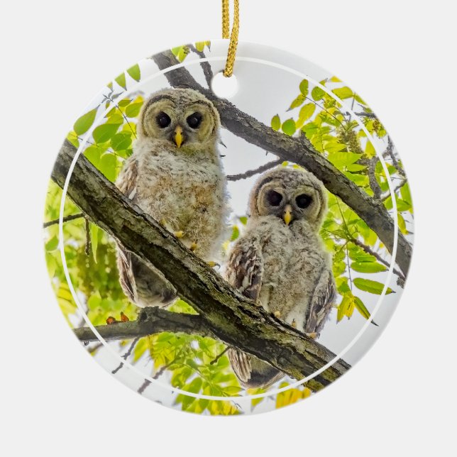Décoration En Céramique Barred Owley (Devant)