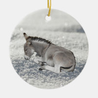 Bébé âne gris mignon poulain dans la neige