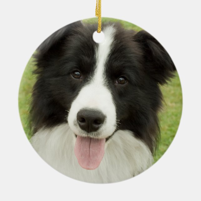 Décoration En Céramique Bordure Collie (Dos)