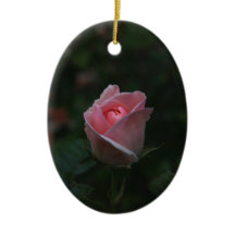 Bouton de rose rose