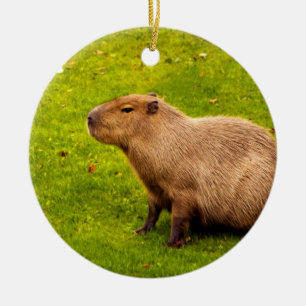 Décoration En Céramique Capybara