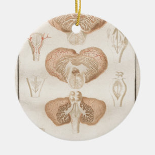 Décoration En Céramique Cerveau trois - Neuroanatomie