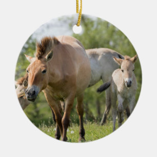 Décoration En Céramique Cheval de Przewalski et poulain en marche