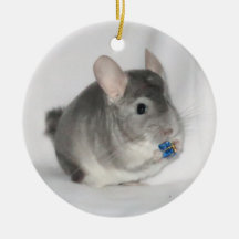 Chinchilla holding presente