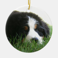 Chiot de Bernese