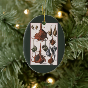 Décoration En Céramique Coquillages vintages, Vie Marine, Coques de mer