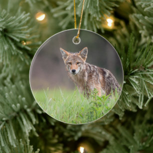 Décoration En Céramique Coyote sauvage, Photographie de faune de prairie