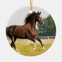 Créez votre propre photo de cheval de compagnie pe