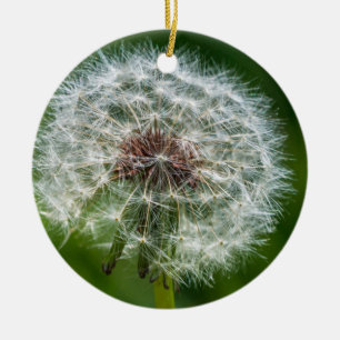 Décoration En Céramique Dandelion Dans La Lumière