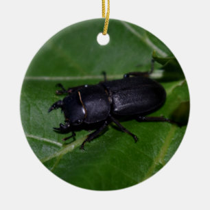 Décoration En Céramique Dorcus parallelipipedus, le moindre dendroctone du