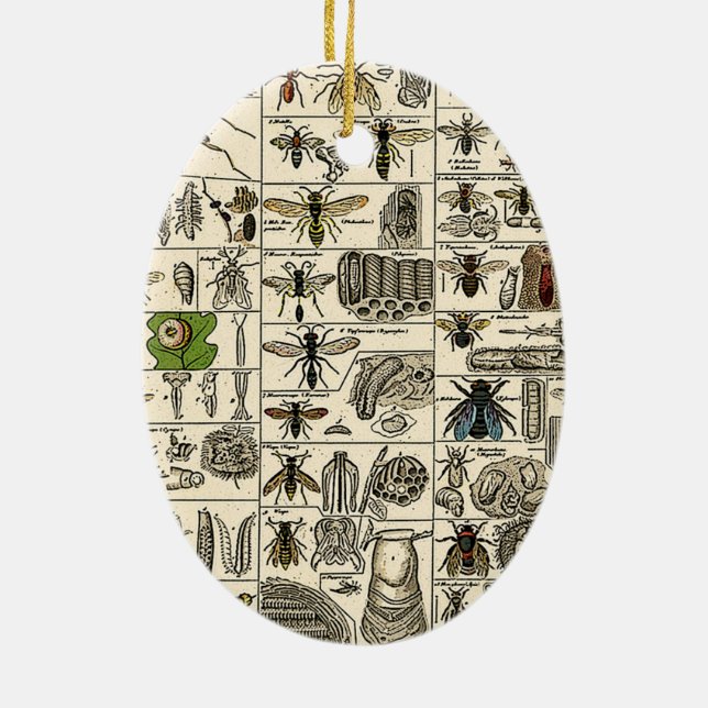Décoration En Céramique Entomologie vintage (Dos)