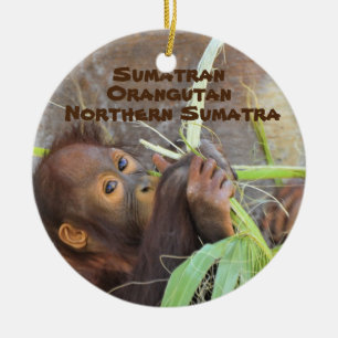 Décoration En Céramique Espèces en voie de disparition Série Sumatran Oran