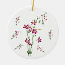 Fleurs vintages - Centaurium par Mary Vaux Walcott
